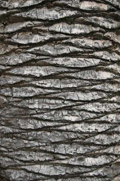 Кора пальмы