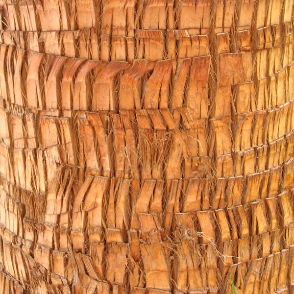 Текстура пальмового дерева