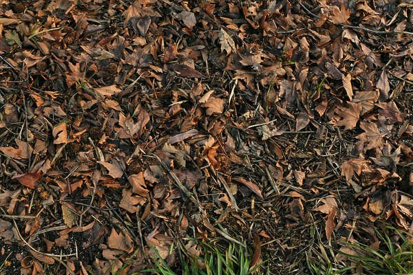 Листовая почва