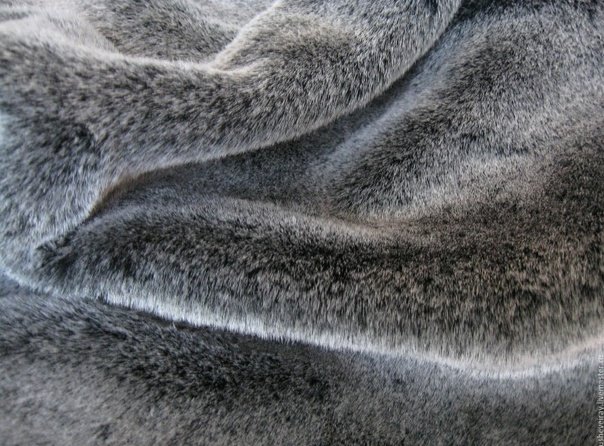 Шиншилла Tissavel