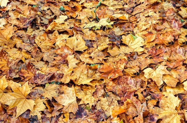 опавших листьев