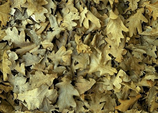 Текстура листвы дуба