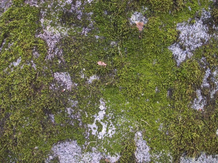 Мох текстура для 3д Макс