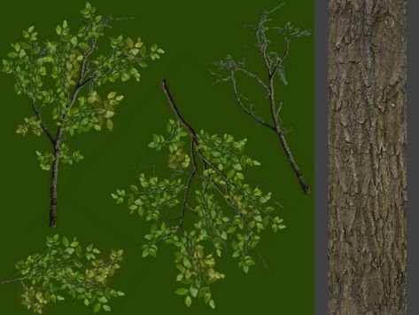 Ветви текстура