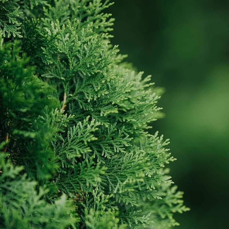 Туя Западная Смарагд хвоя