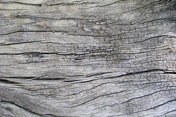 Фактура коры дерева