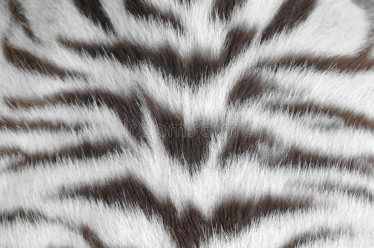 Шкура белого тигра