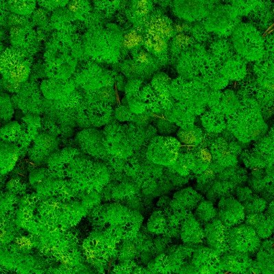 Мох ягель стабилизированный