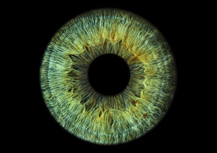 Радужная оболочка(радужка)-