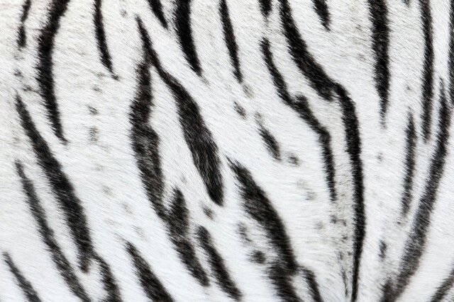 Тигровые полоски