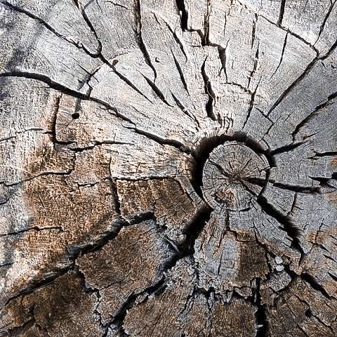 Фактура дерева