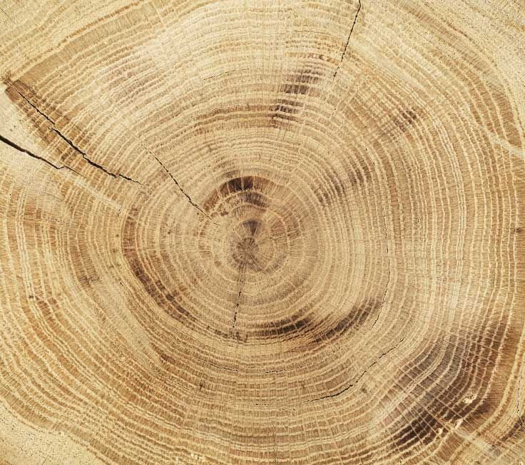 Срез дерева