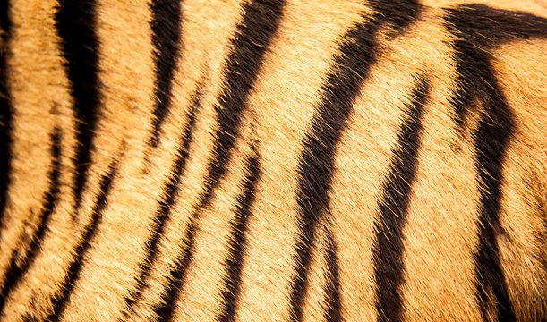 Тигр шерсть