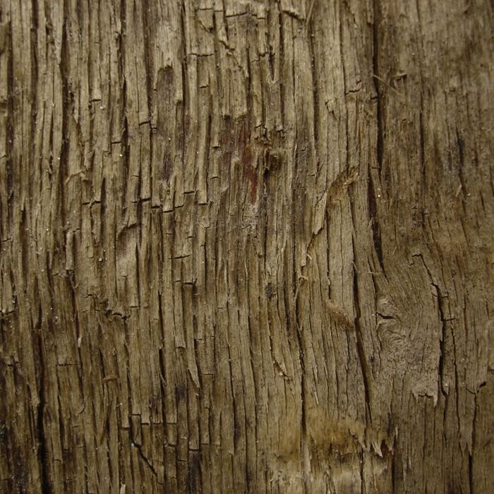 Текстура дерева