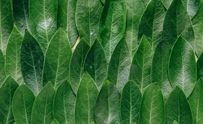 Зеленый лист