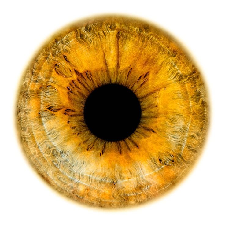 Радужка глаза