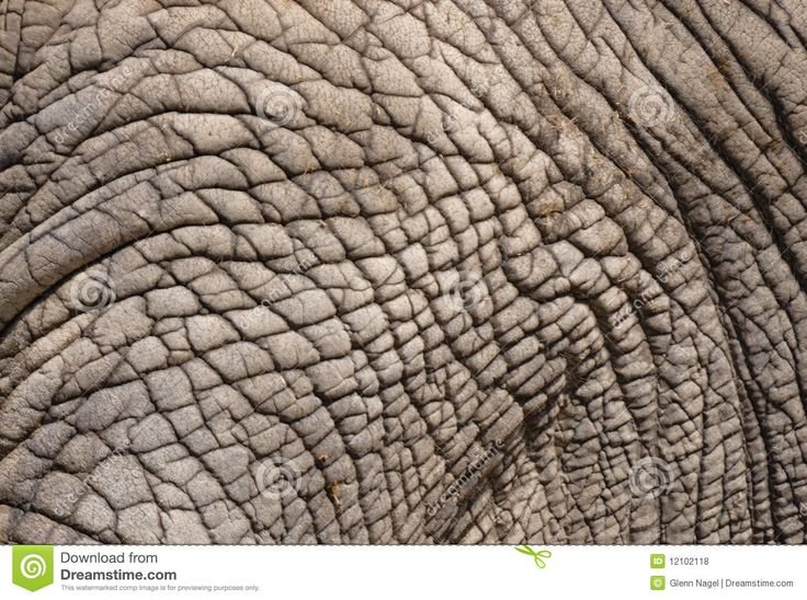 Слоновья кожа