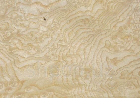 Шпон корень ясеня