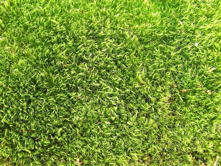 Искусственная трава текстура бесшовная