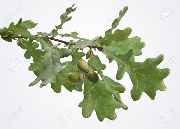 Ветка дуба
