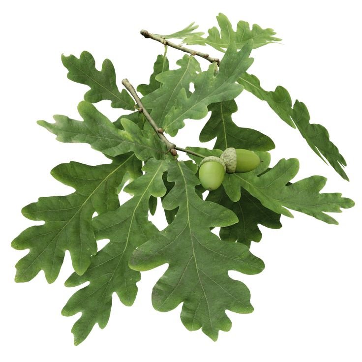 Quercus Robur листья