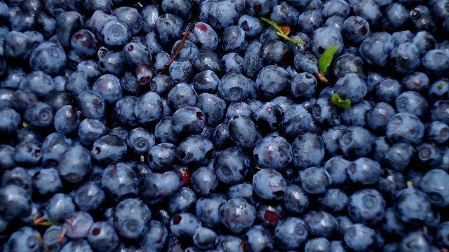 Черника фон