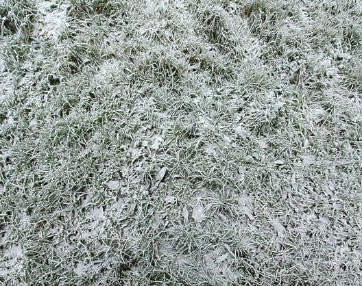 Текстура травы со снегом