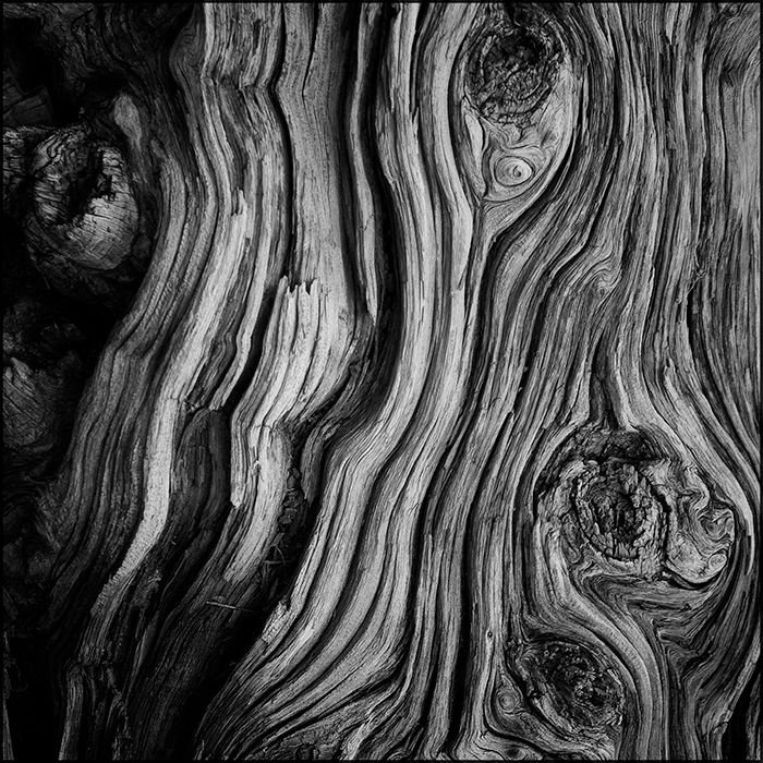 Фактурное дерево