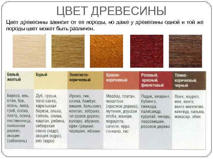 Образцы пород древесины название и свойства