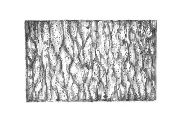 Текстура коры дерева