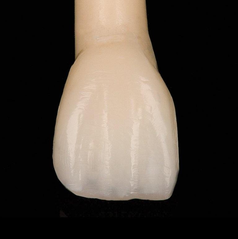 Текстура зубов человека