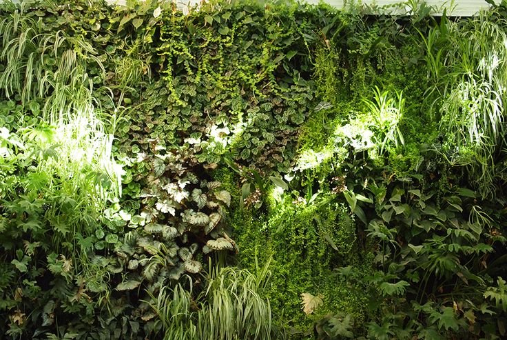 Фитостена бесшовная