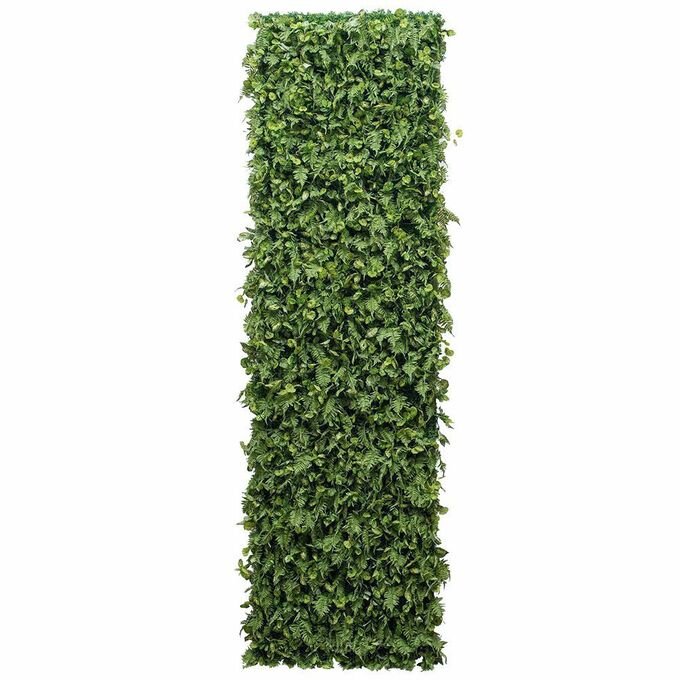 Фитостена плющ