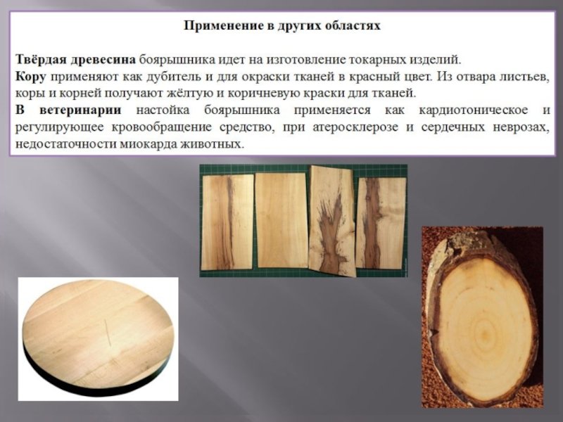 Боярышник срез дерева