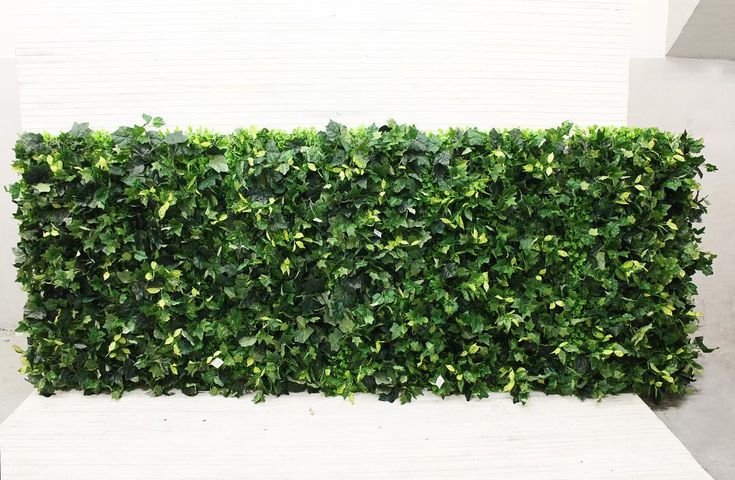 Традесканция фитостена