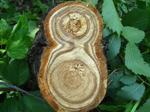 Срез ствола дерева