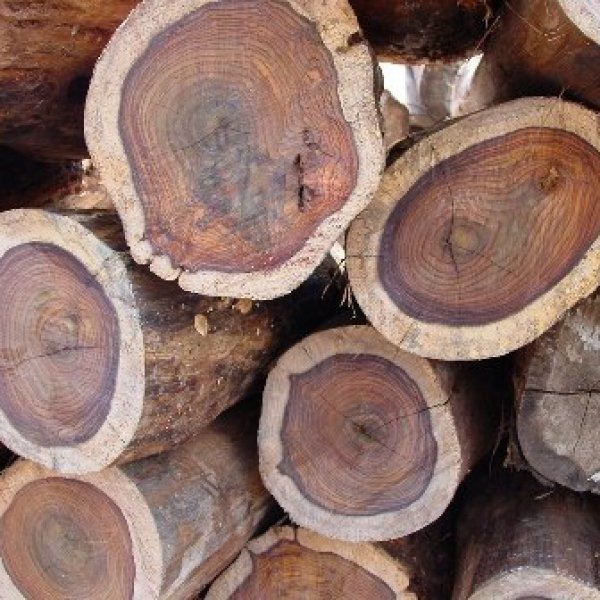 Ценная древесина