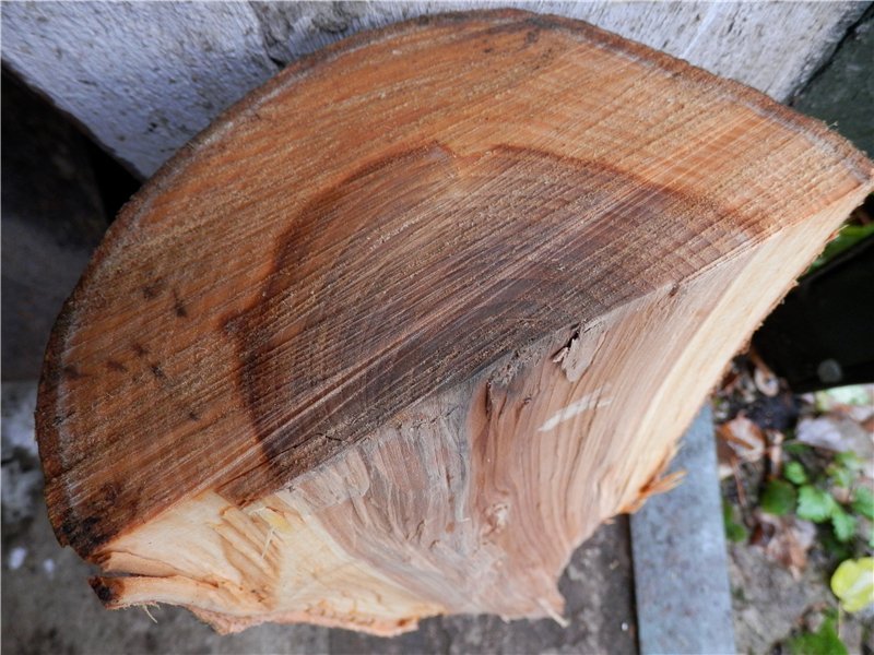 Древесина рябины