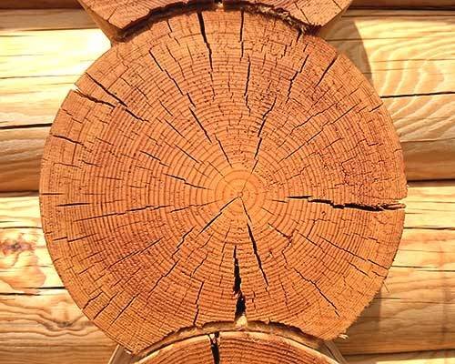 Срез бревна