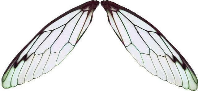 Крылья мухи