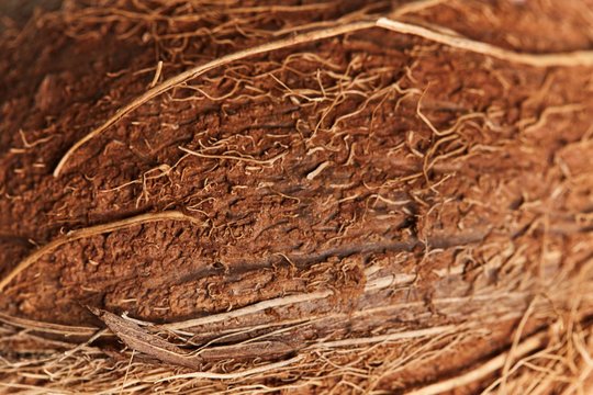 Текстура кокоса