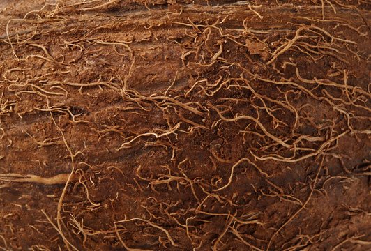 Текстура кокоса