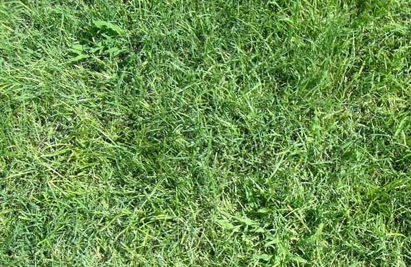 Текстура газона бесшовная для 3d Max