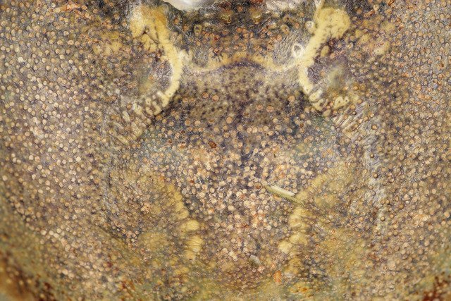 Текстура панциря