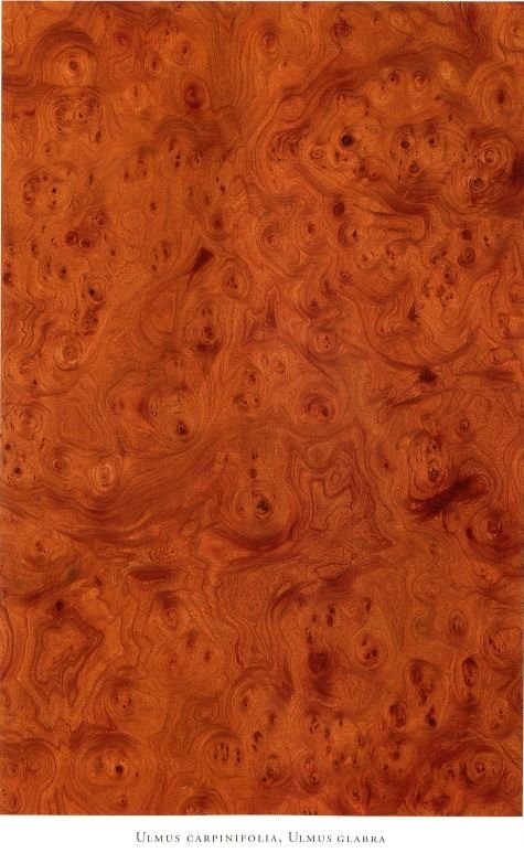 Карельская береза древесина шпон