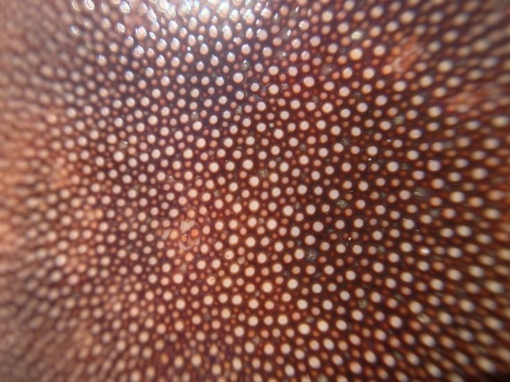 Текстура хитина