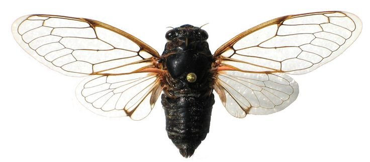 Крылья мухи