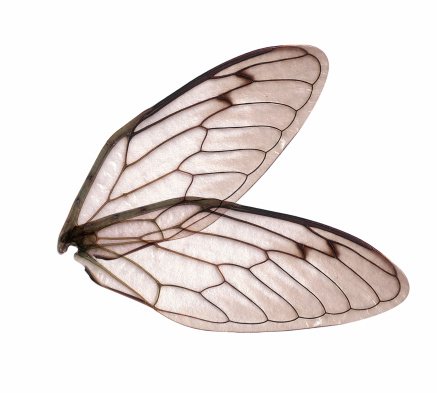 Крылья мухи