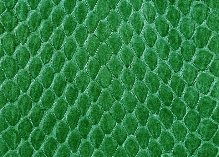 Зеленая чешуя дракона