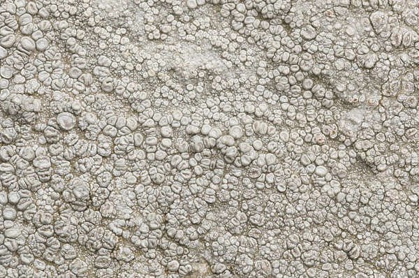 Грибница текстура